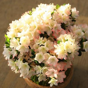 Japan Bonsai Tree for Sale