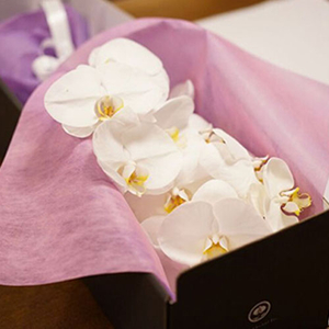 flower-delivery-in-japan-tokyo-white-phalaenopsis