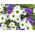 Funeral Flower Japan