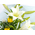 sympathy-flowers-to-japan