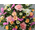 Funeral Flower Japan - Chrysanthemums