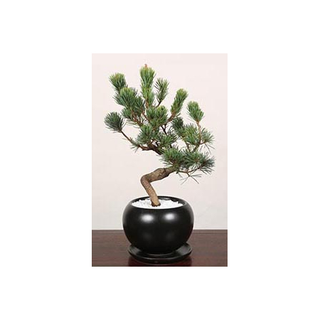 Pinus Parviflora Bonsai – Bonsai Japan