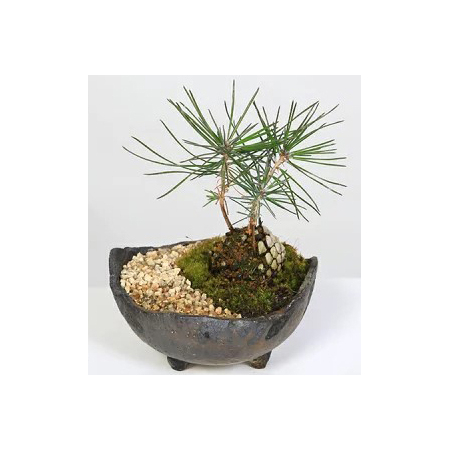 Pine Cone - Japanese Bonsai