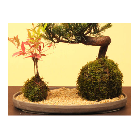 Buy Bonsai from Japan