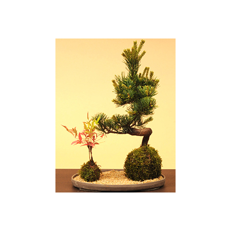 Moss Ball Goyomatsu Nanten - Buy Bonsai from Japan